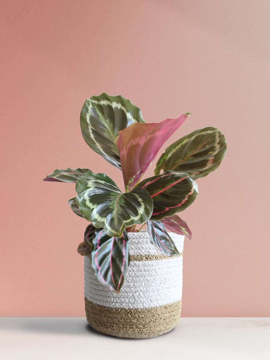 Calathea Roseopicta Medallion (Medium)