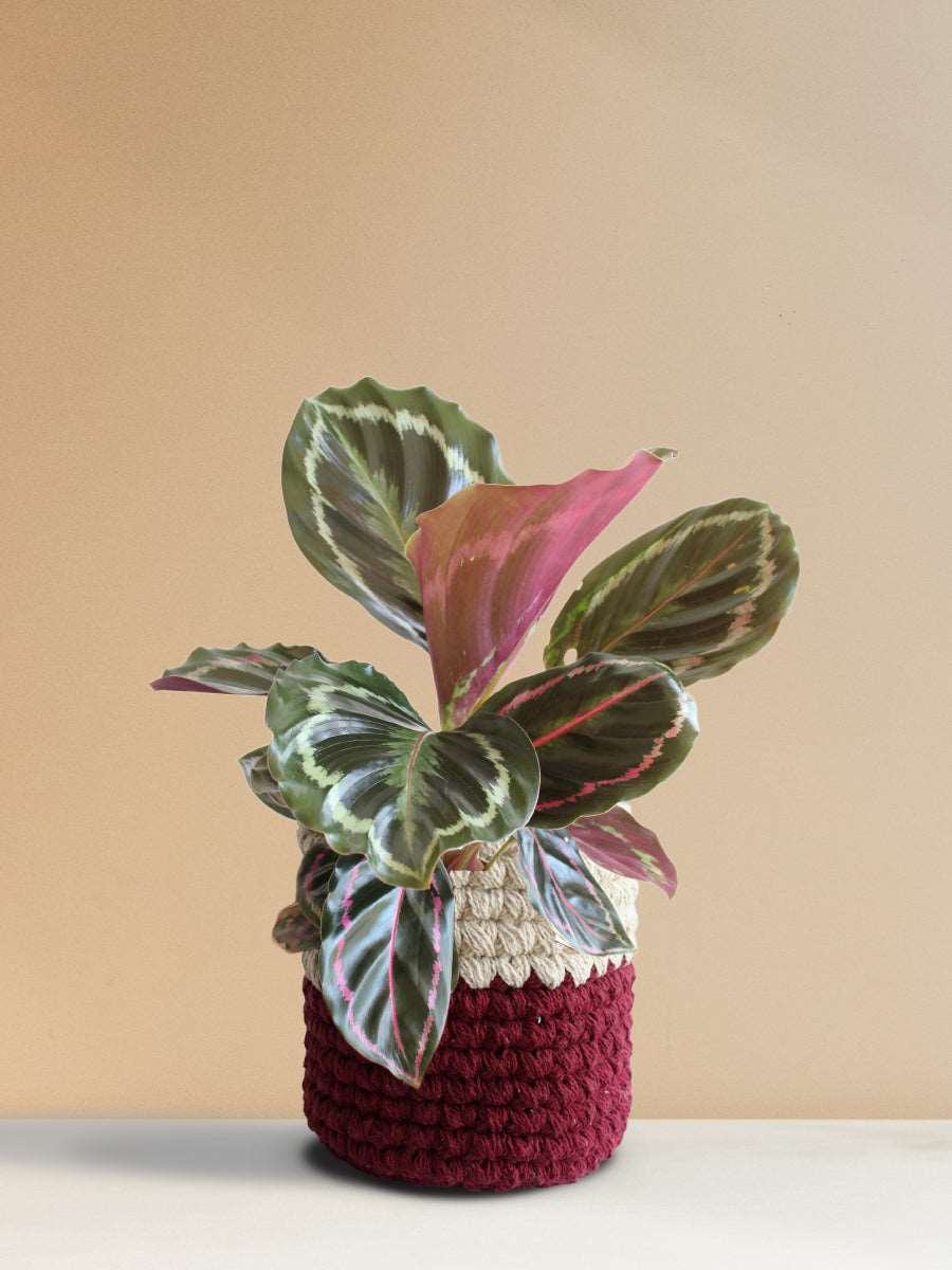 Calathea Roseopicta Medallion (Medium)