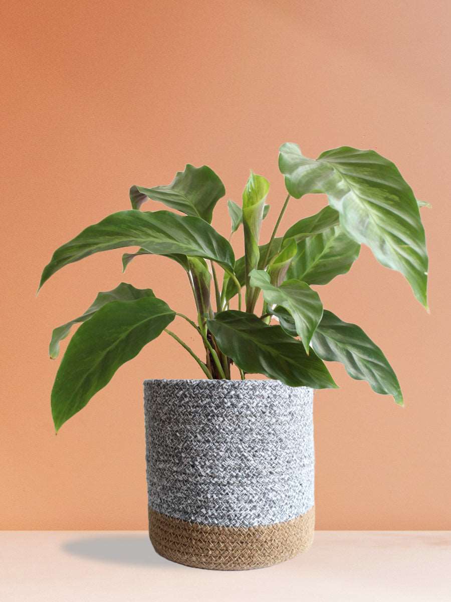 Calathea Misto (Large)