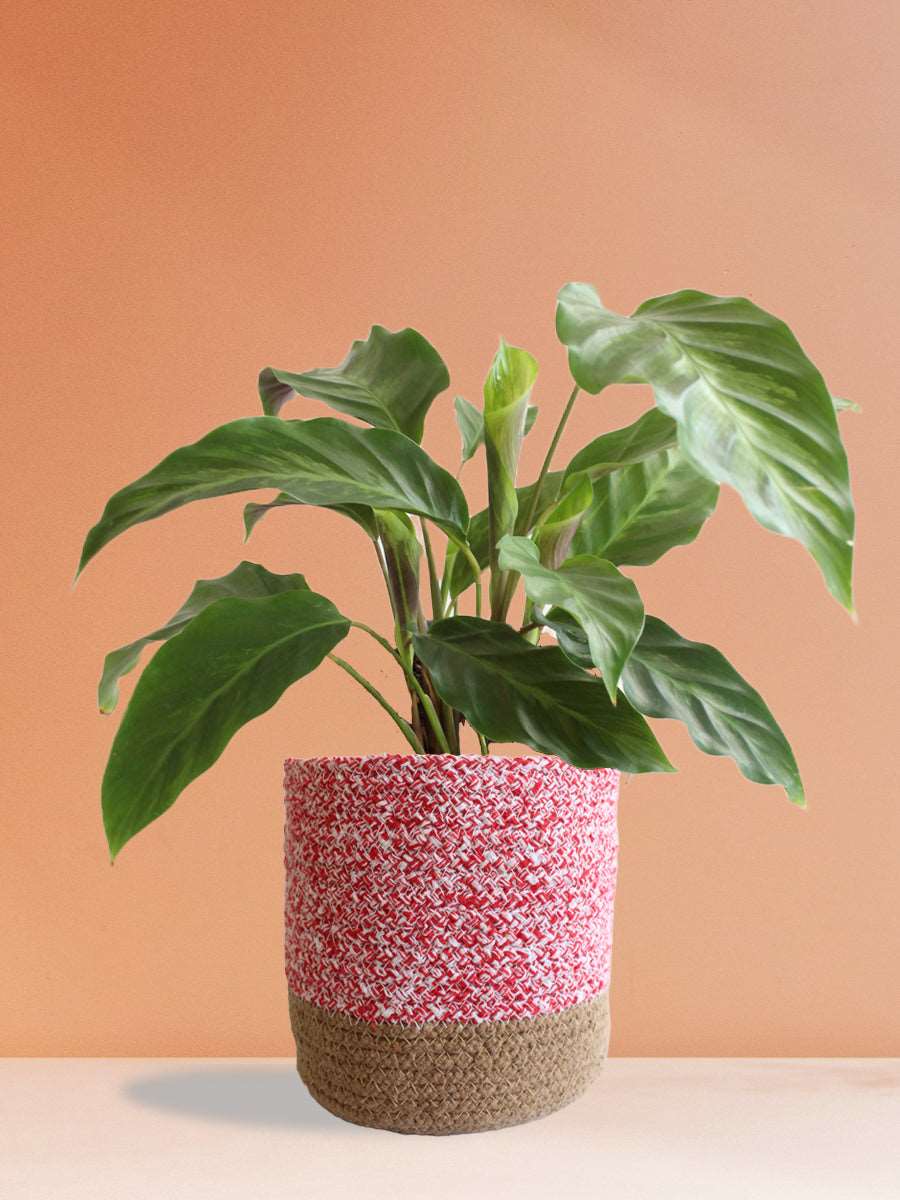 Calathea Misto (Large)