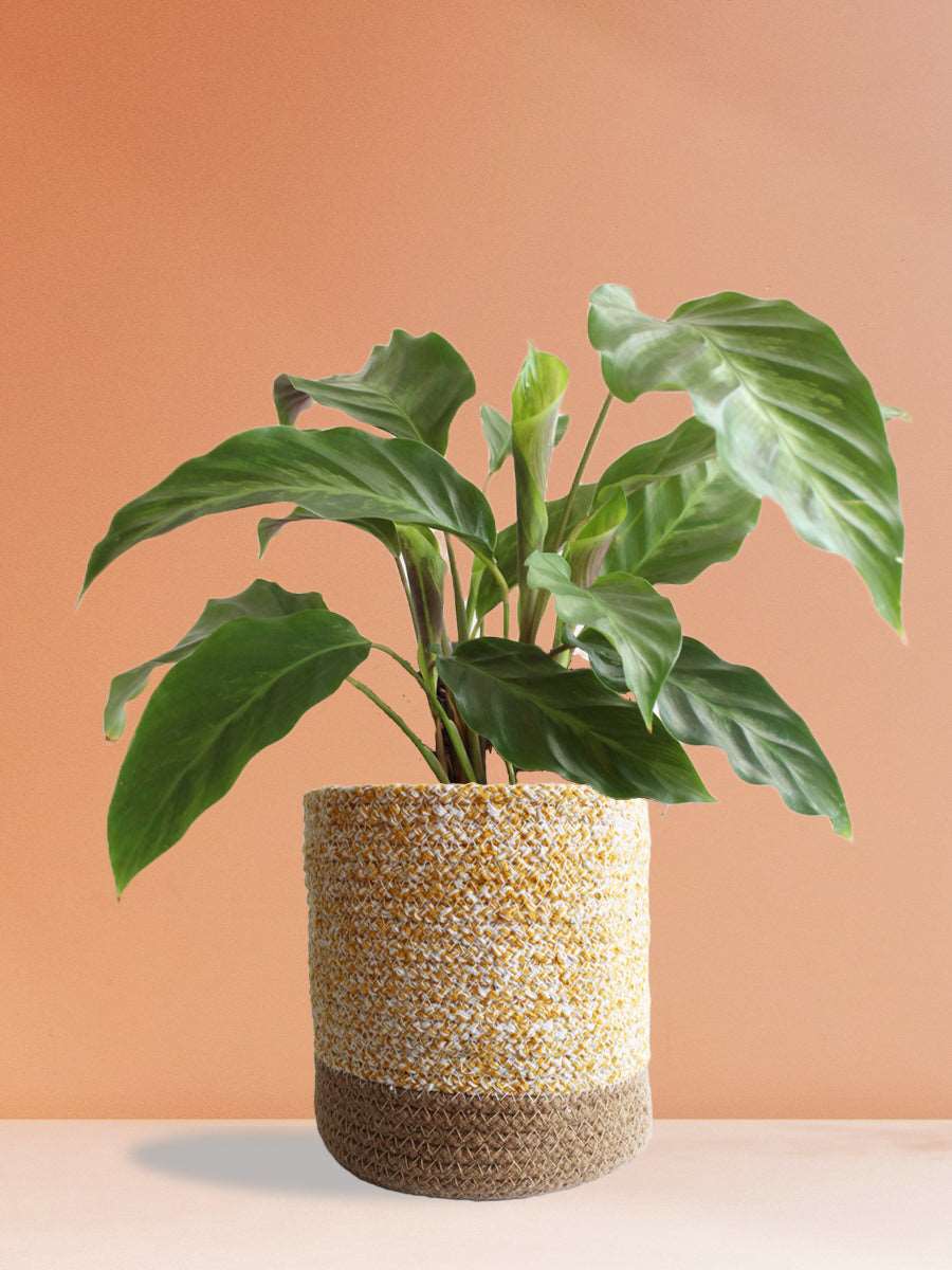 Calathea Misto (Large)