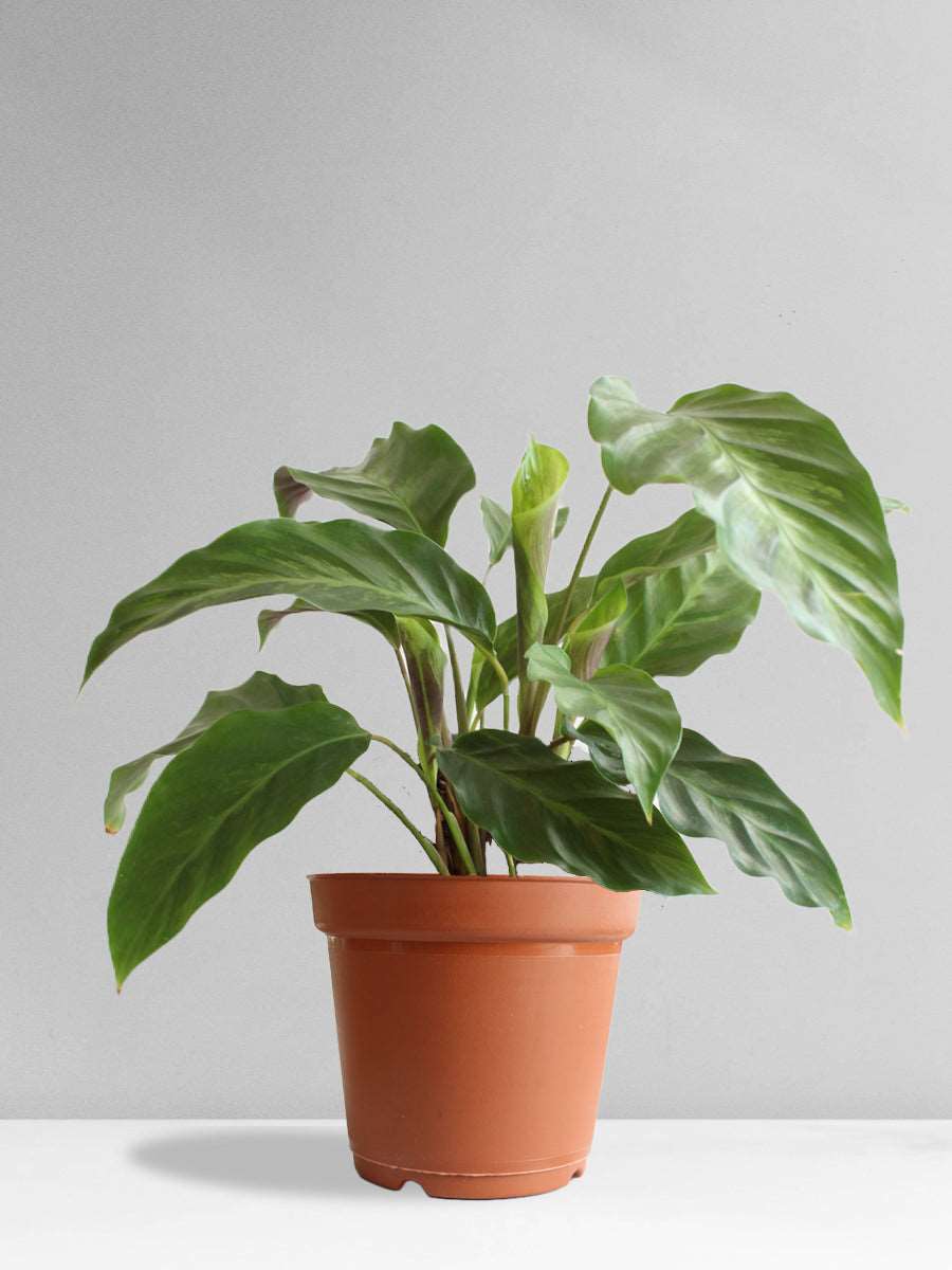 Calathea Misto (Large)