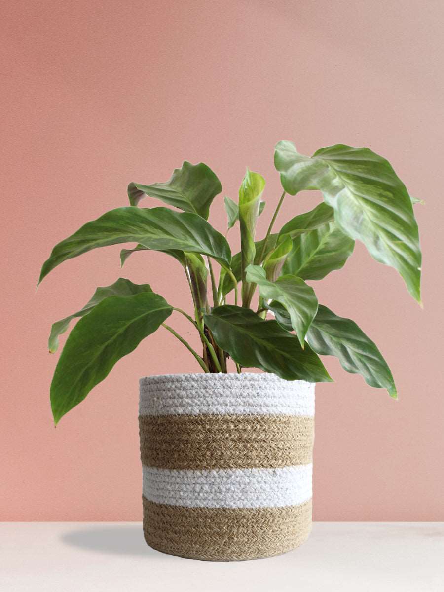 Calathea Misto (Large)