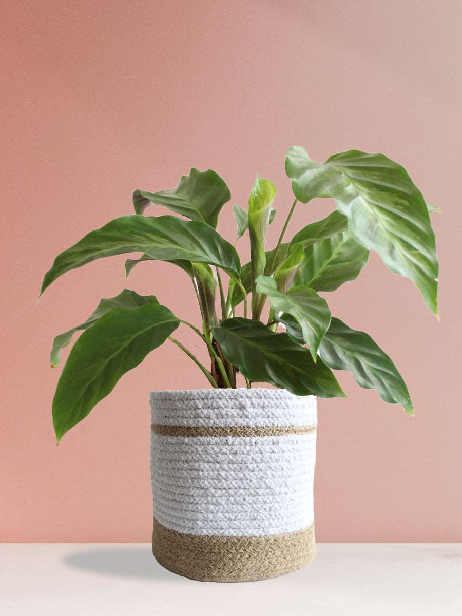 Calathea Misto (Large)