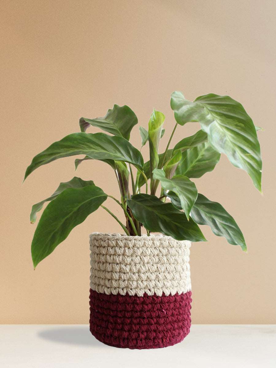 Calathea Misto (Large)