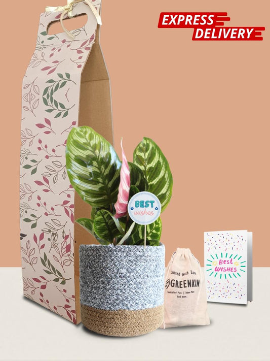 Calathea Peacock Plant Gift in Eco Pot (Medium)