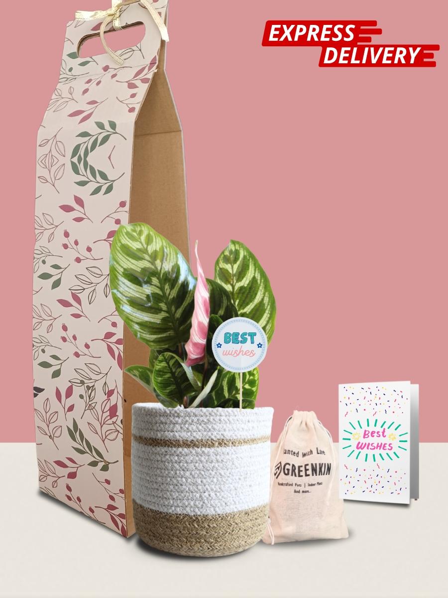 Calathea Peacock Plant Gift in Eco Pot (Medium)