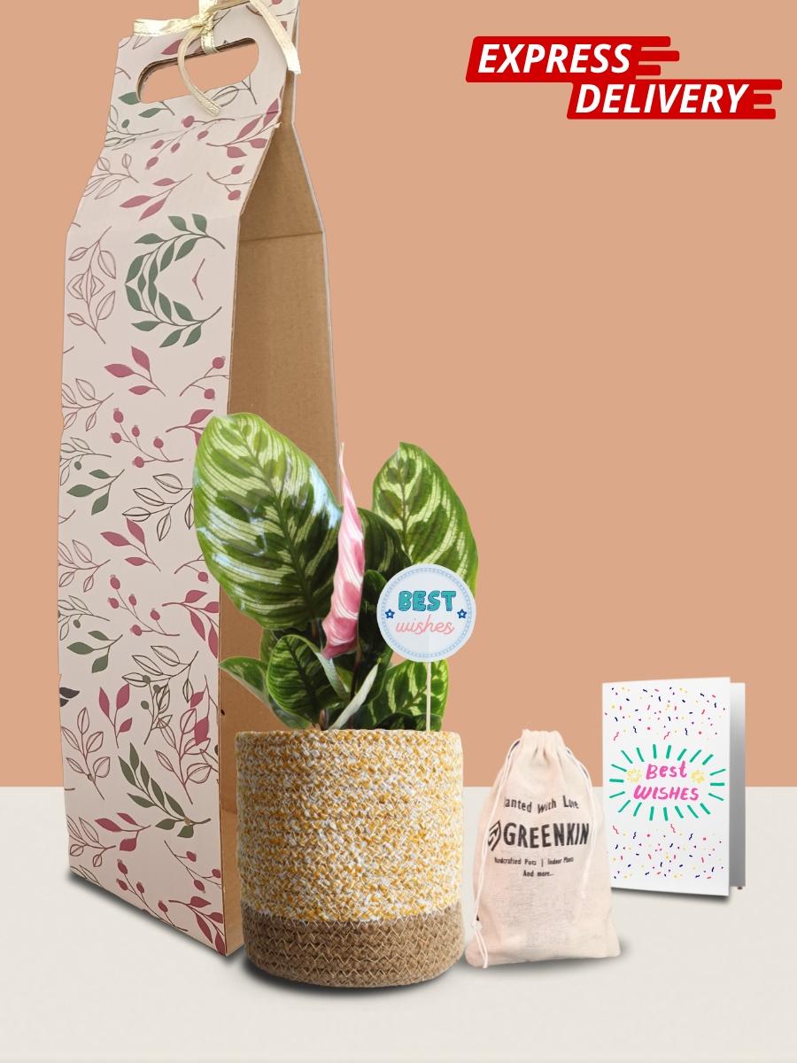Calathea Peacock Plant Gift in Eco Pot (Medium)