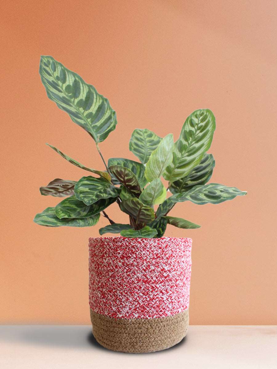 Calathea Peacock (Large)