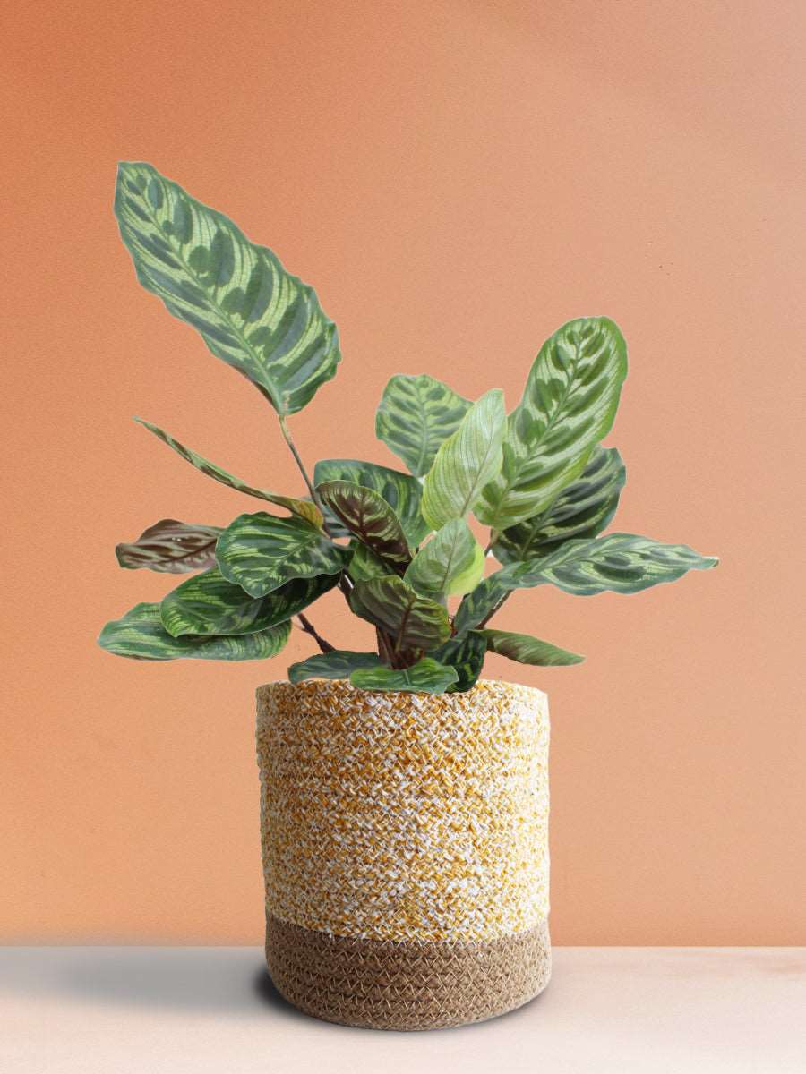 Calathea Peacock (Large)