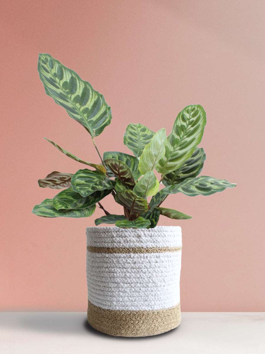 Calathea Peacock (Large)