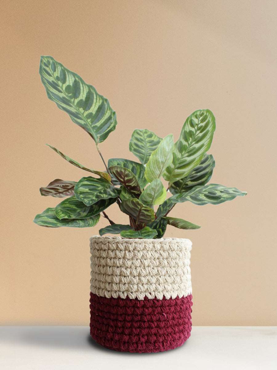 Calathea Peacock (Large)