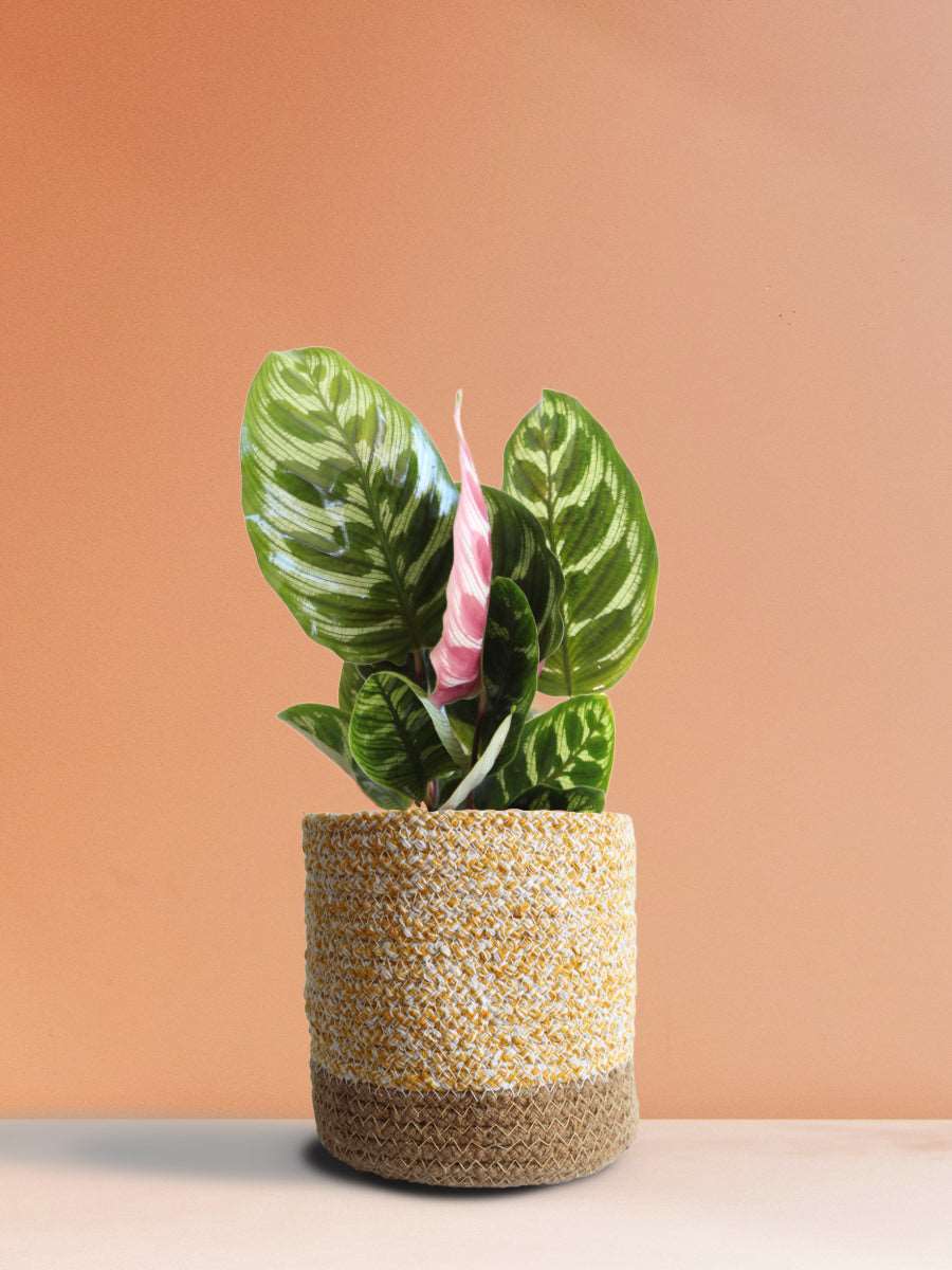 Calathea Peacock (Medium)