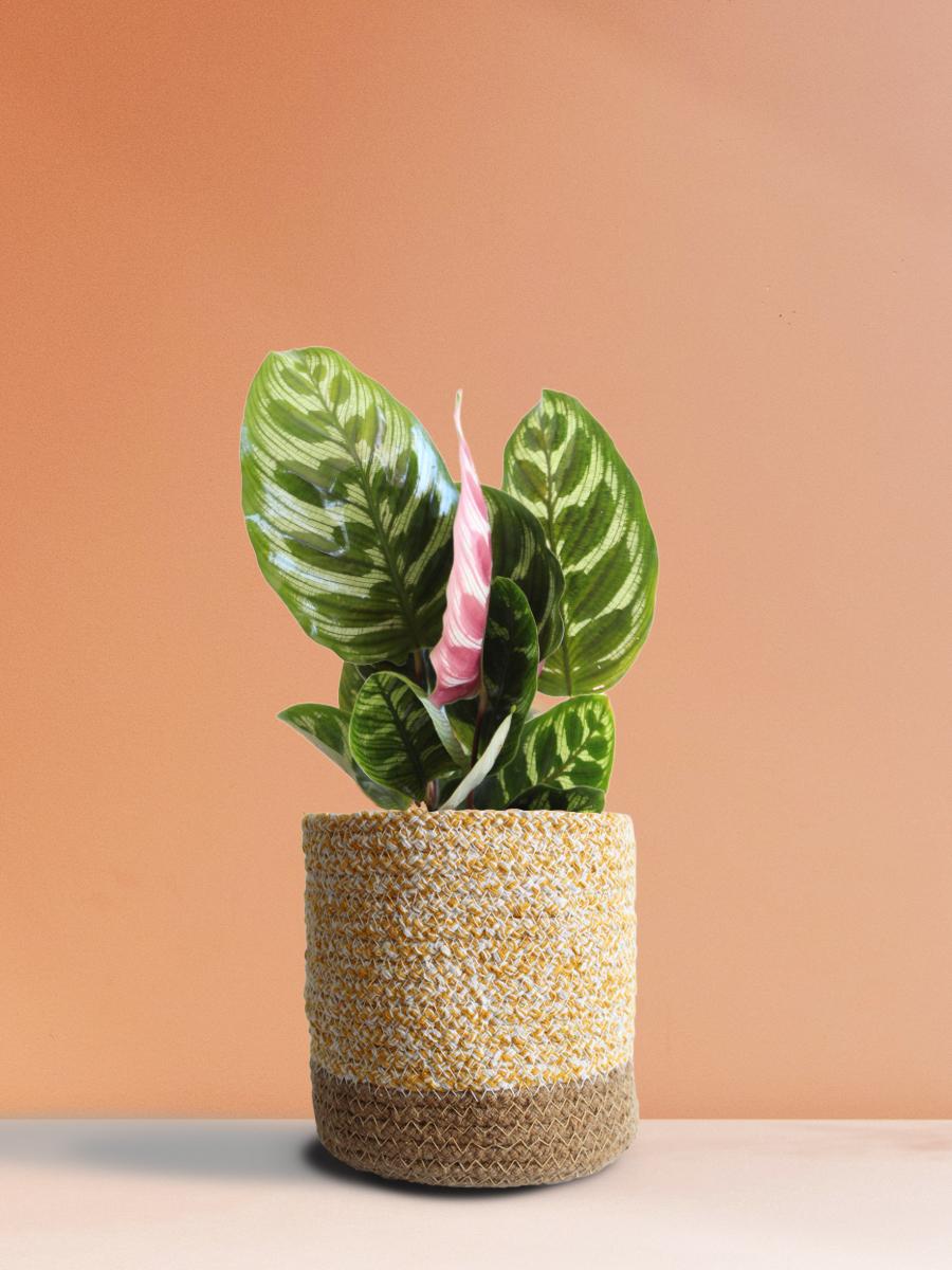 Calathea Peacock Plant Gift in Eco Pot (Medium)