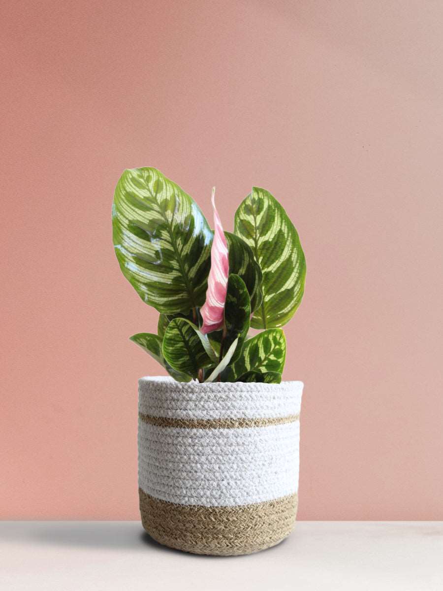 Calathea Peacock (Medium)