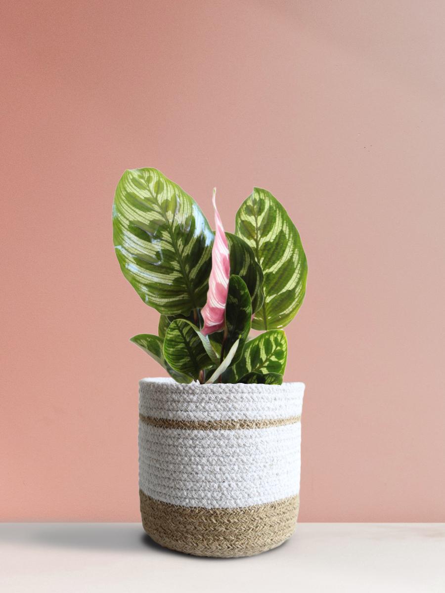 Calathea Peacock Plant Gift in Eco Pot (Medium)