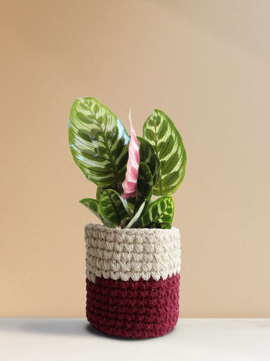 Calathea Peacock (Medium)