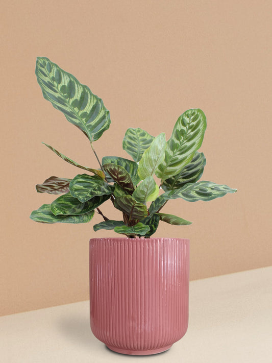 Calathea Peacock Plant in Ceramic Pot (Large)