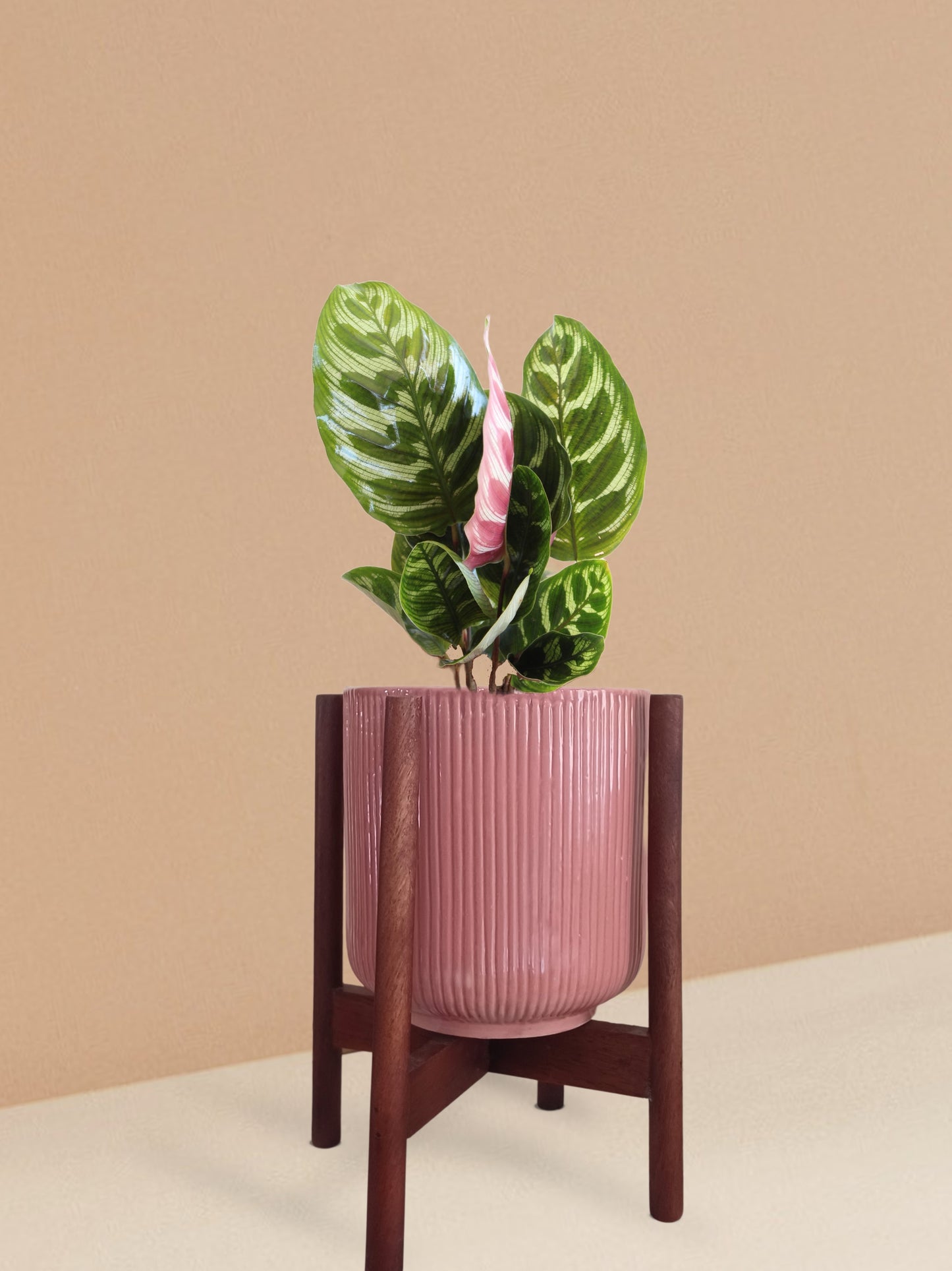 Calathea Peacock Plant in Ceramic Pot (Medium)