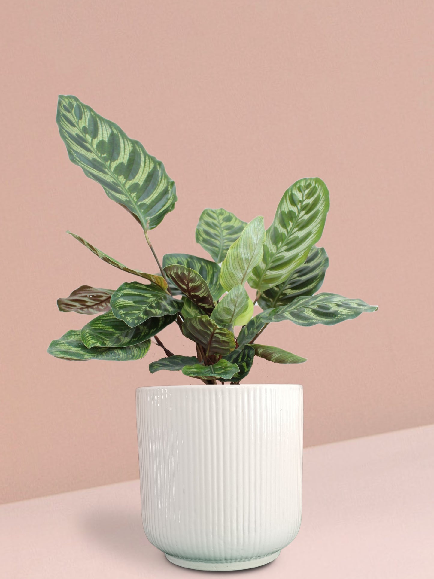 Calathea Peacock Plant in Ceramic Pot (Large)