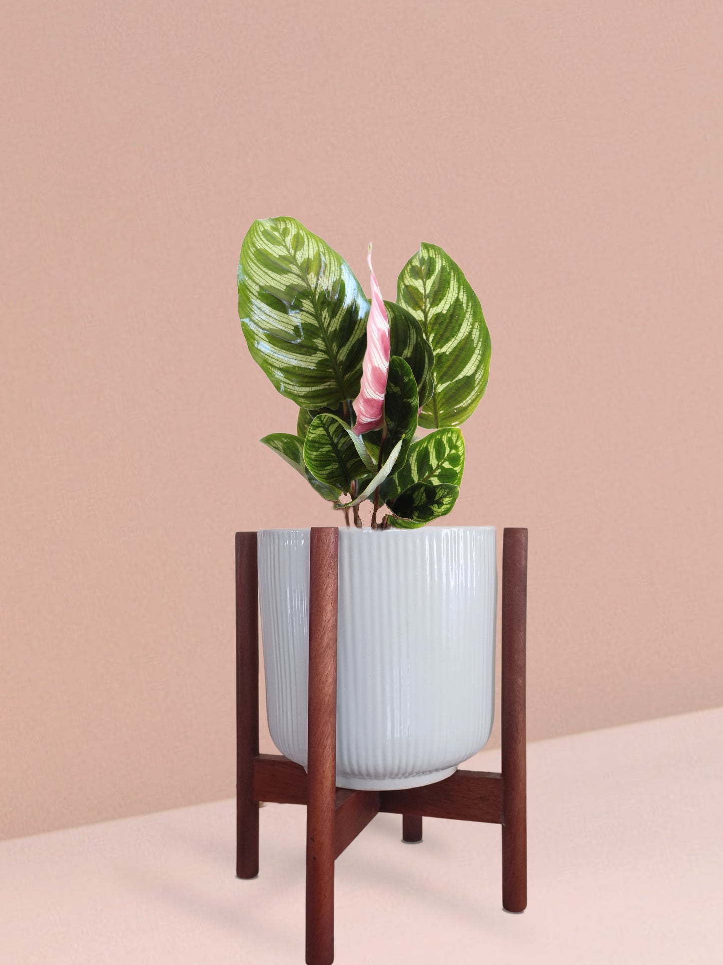 Calathea Peacock Plant in Ceramic Pot (Medium)