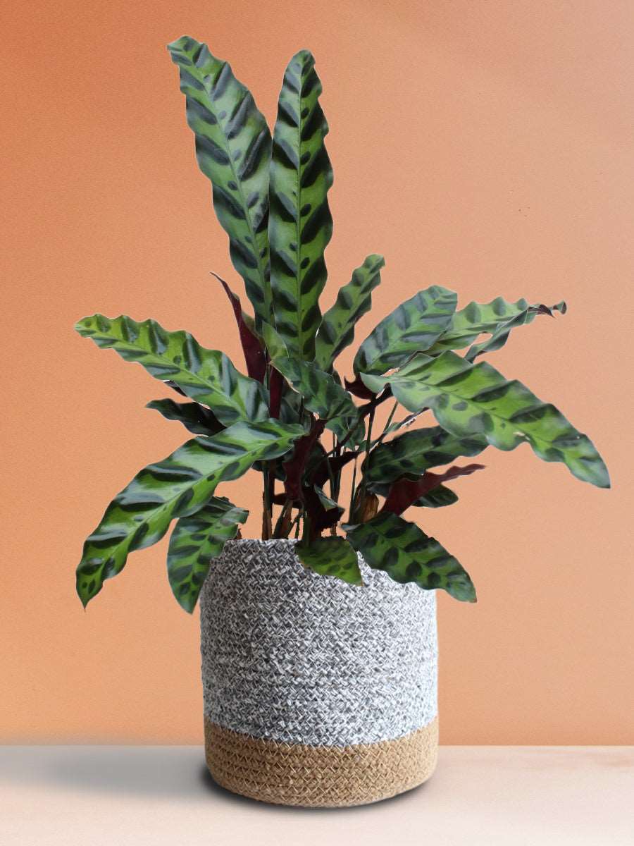 Calathea Rattlesnake (Large)