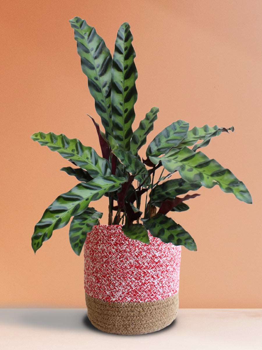Calathea Rattlesnake (Large)