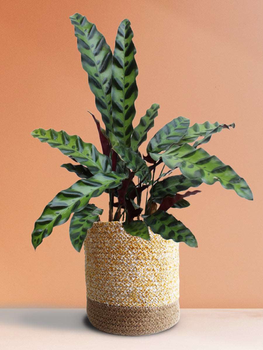 Calathea Rattlesnake (Large)