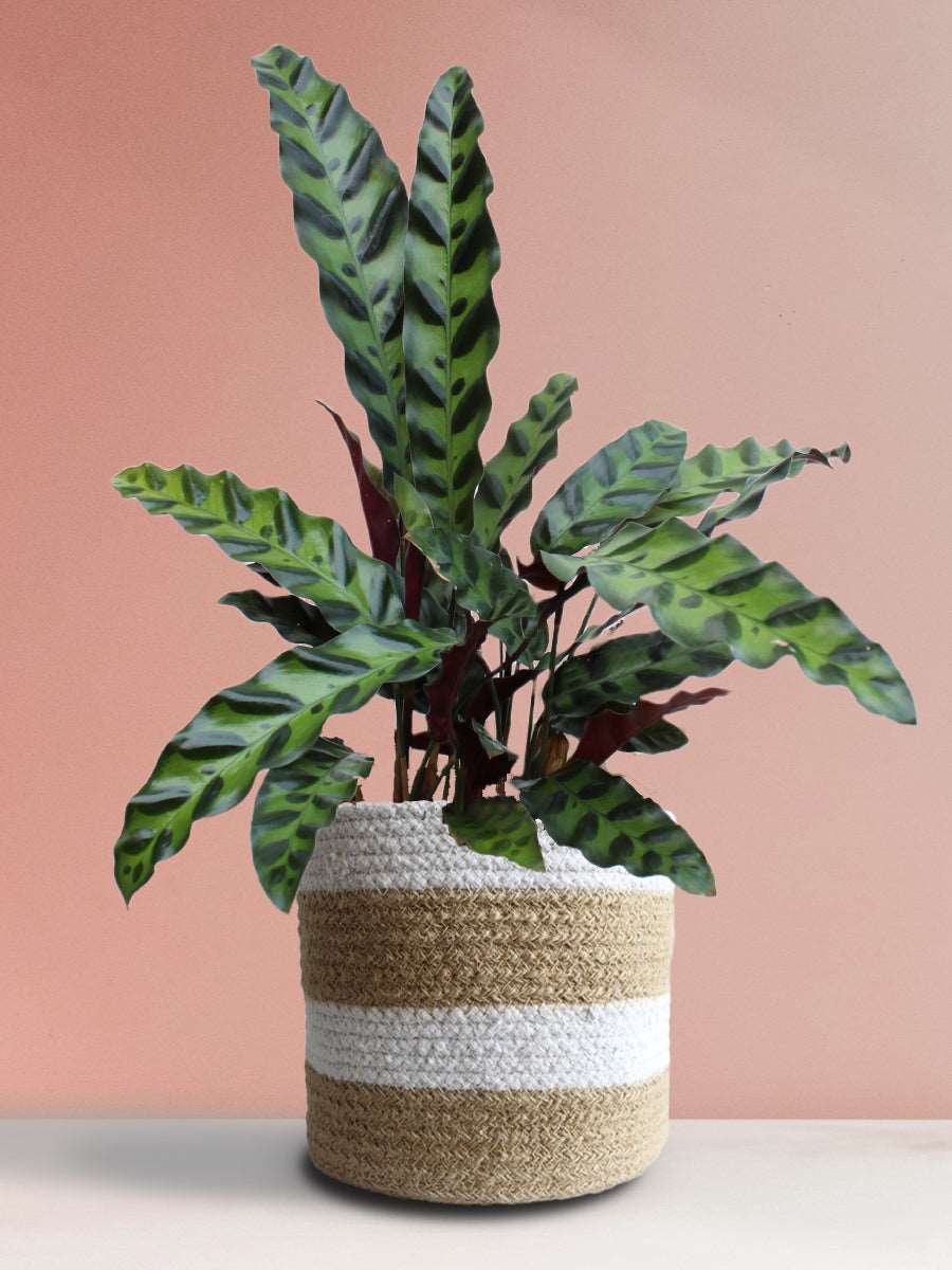 Calathea Rattlesnake (Large)