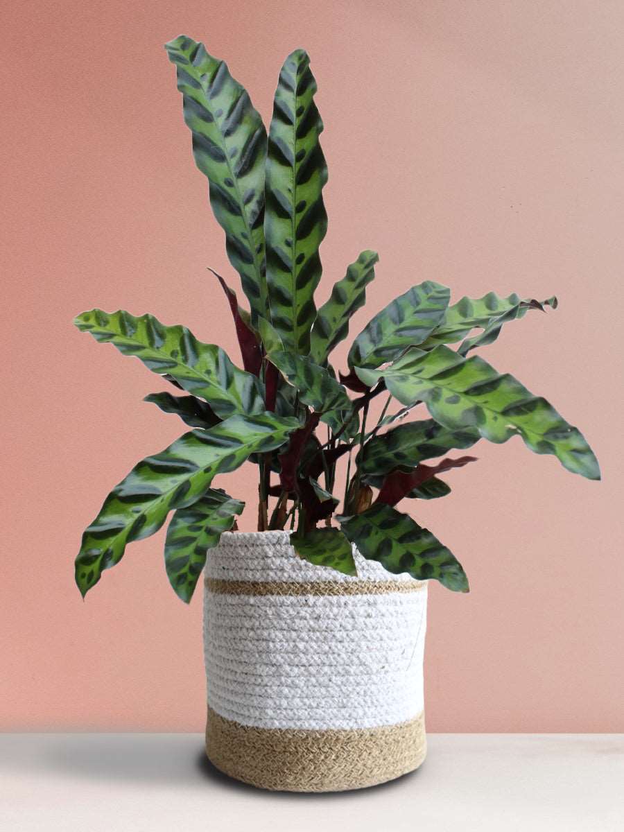 Calathea Rattlesnake (Large)