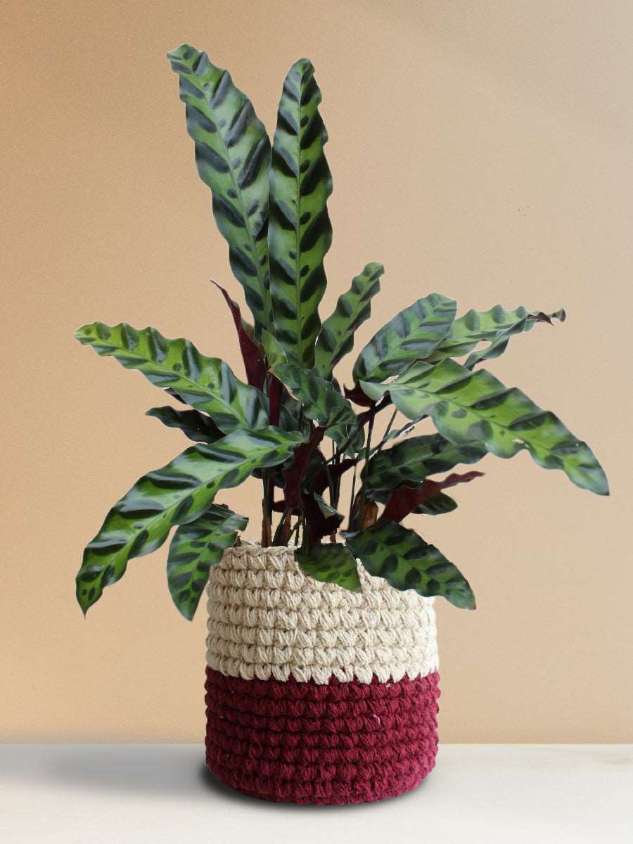 Calathea Rattlesnake (Large)