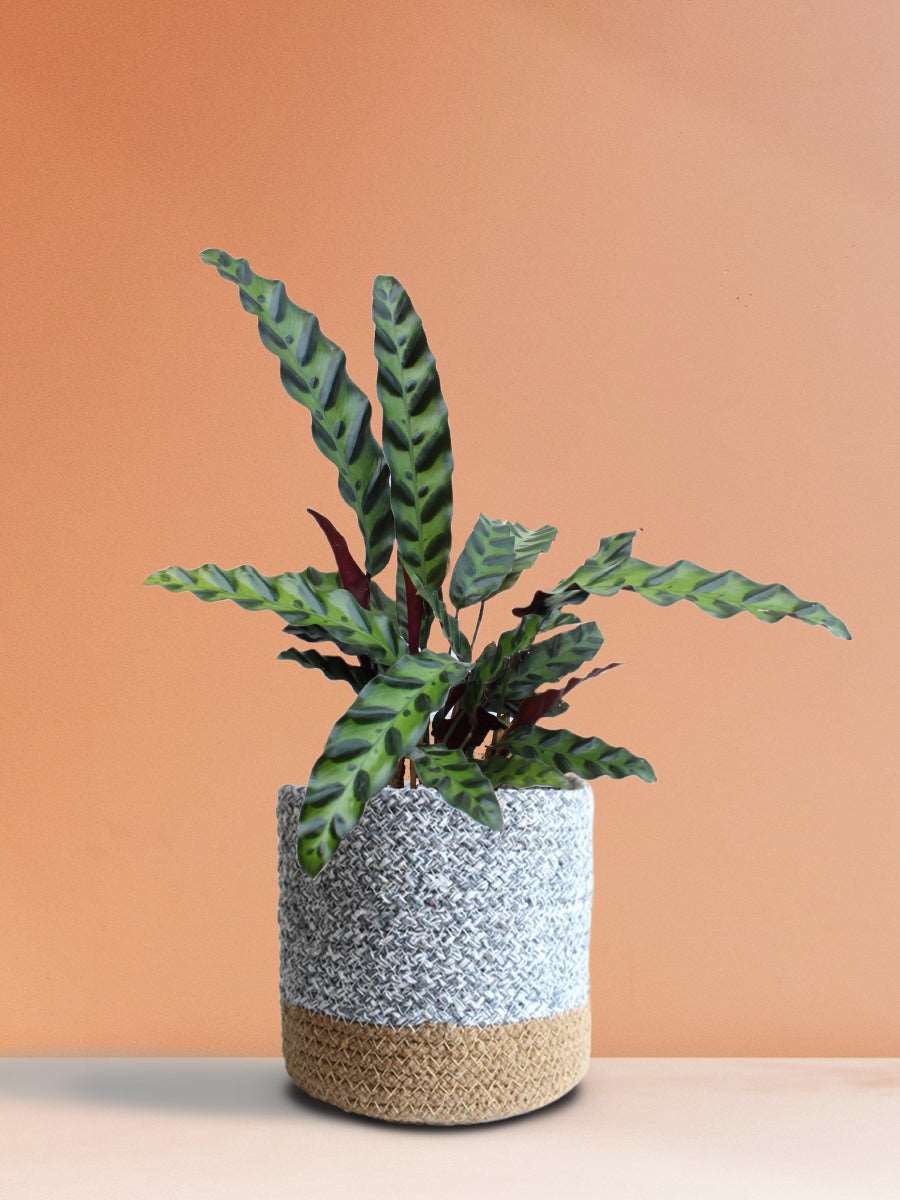 Calathea Rattlesnake (Medium)