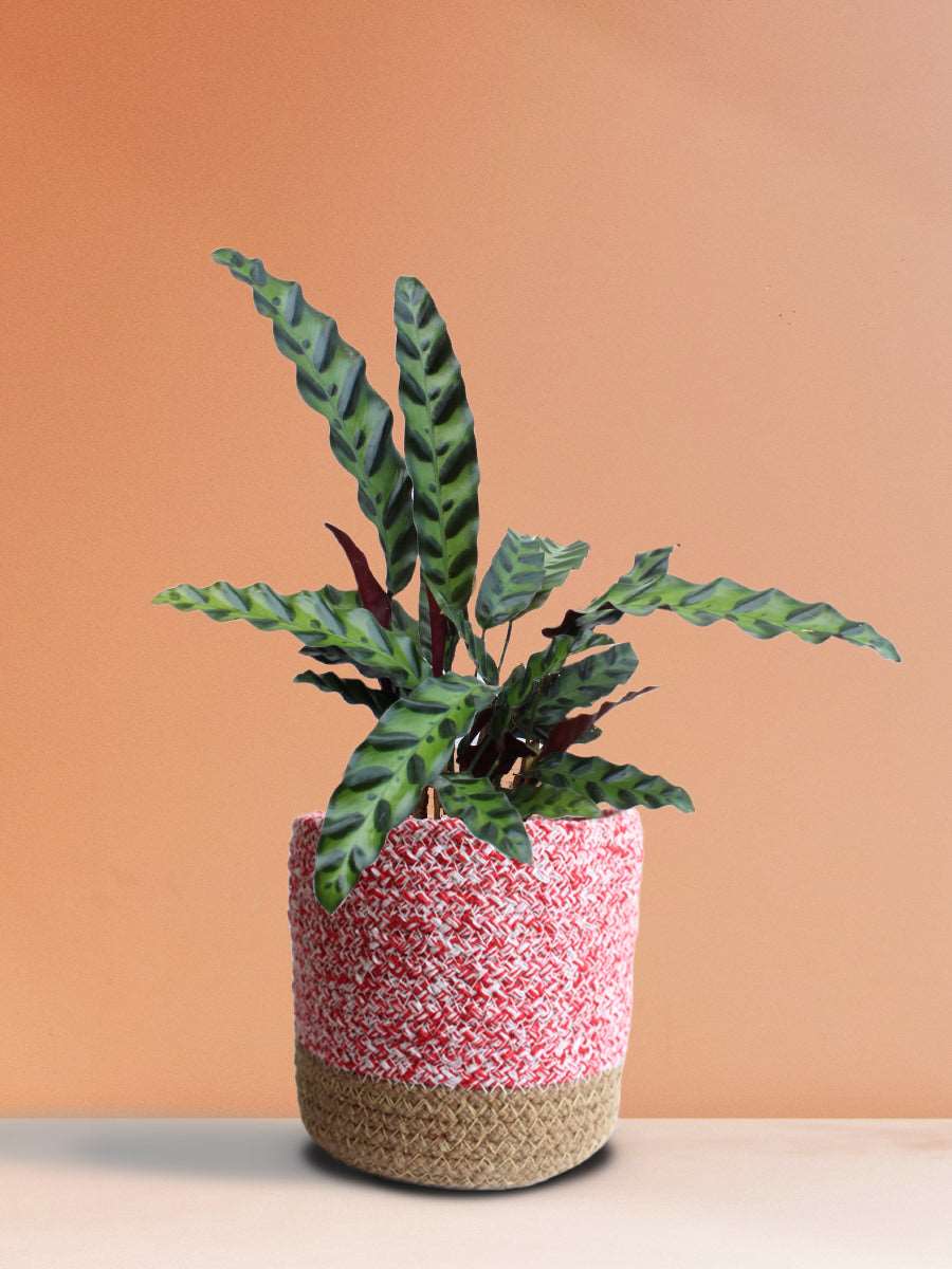 Calathea Rattlesnake (Medium)