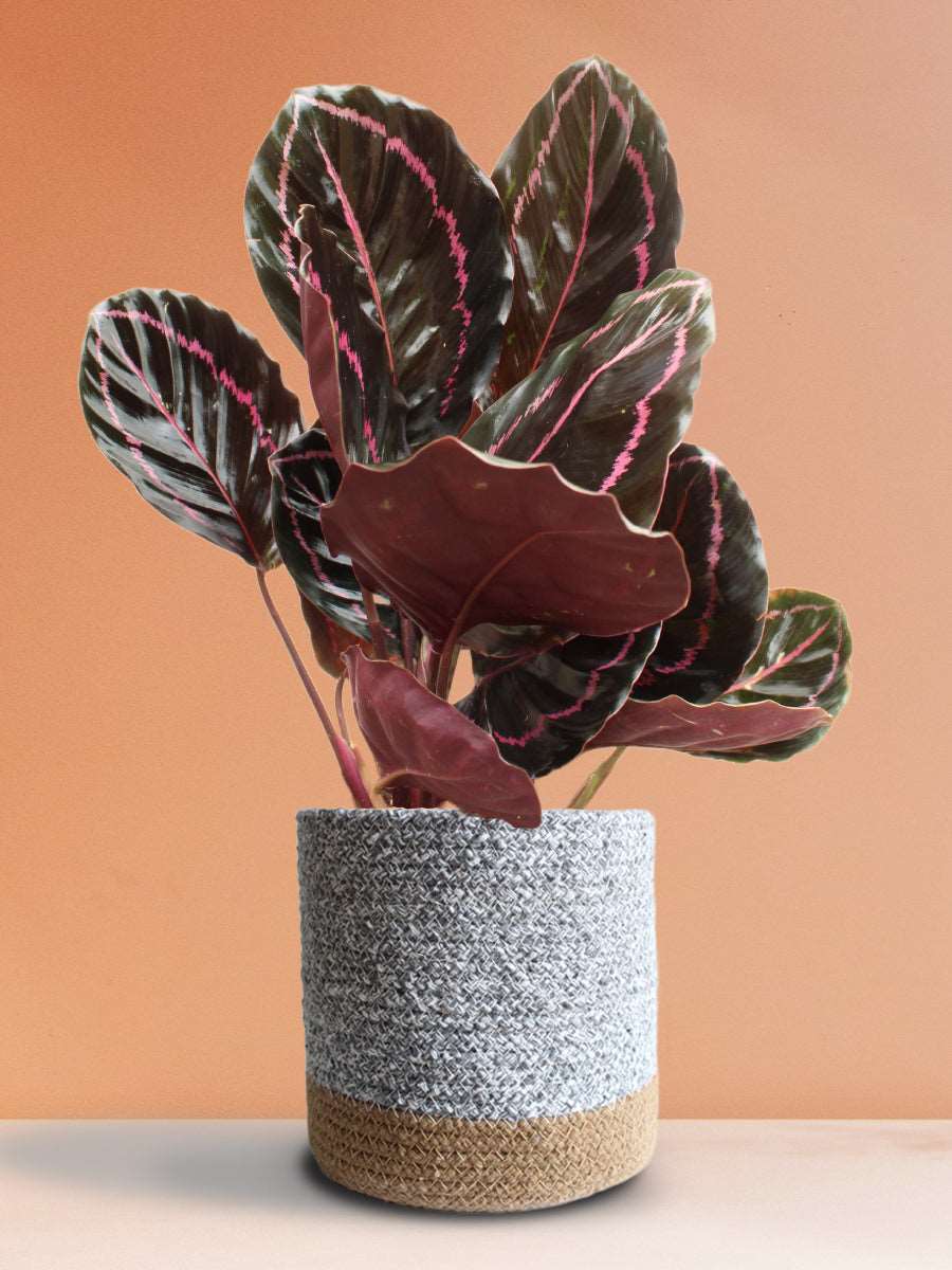 Calathea Roseopicta Dottie (Large)