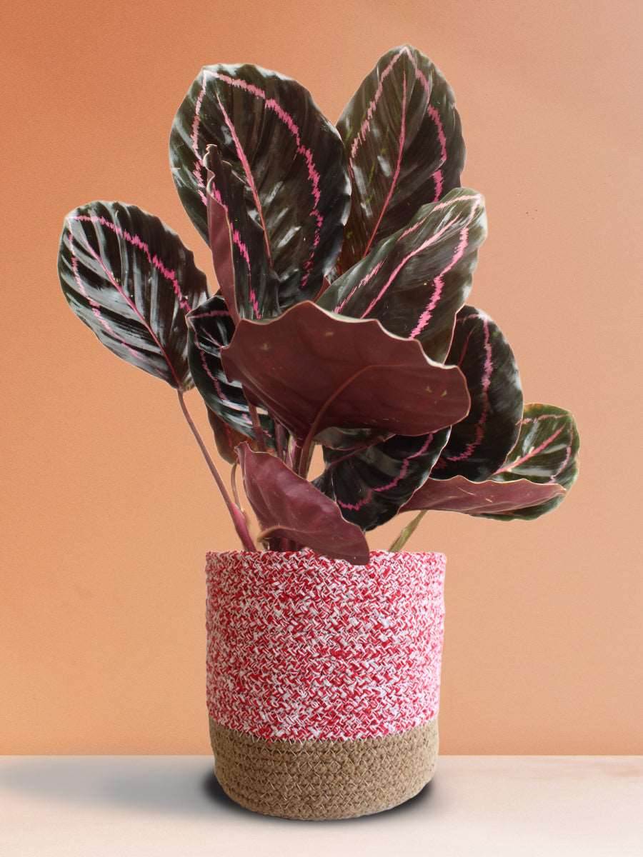 Calathea Roseopicta Dottie (Large)