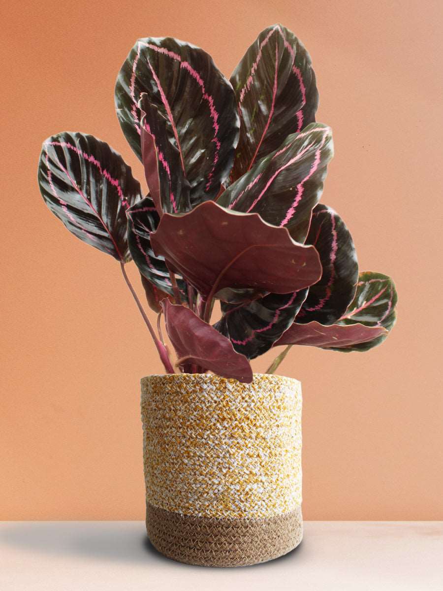 Calathea Roseopicta Dottie (Large)