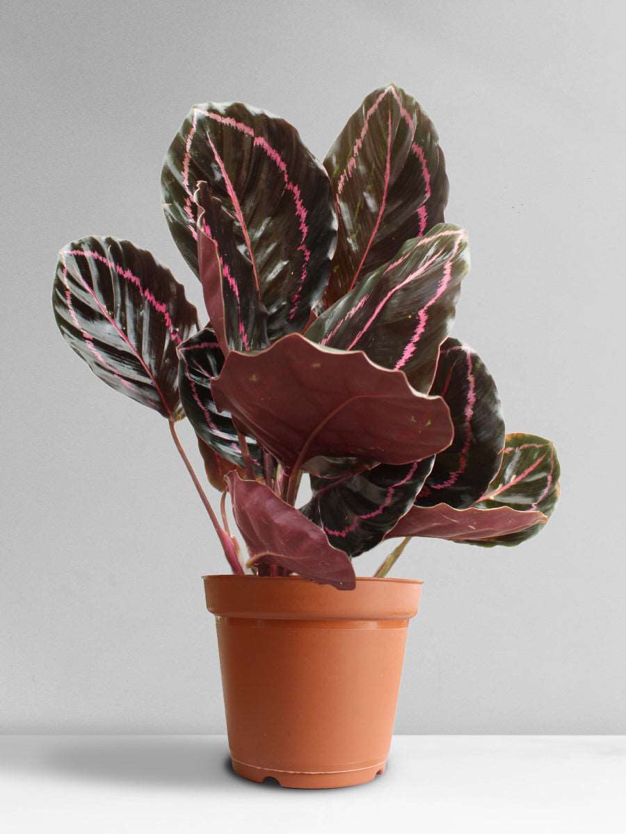 Calathea Roseopicta Dottie (Large)