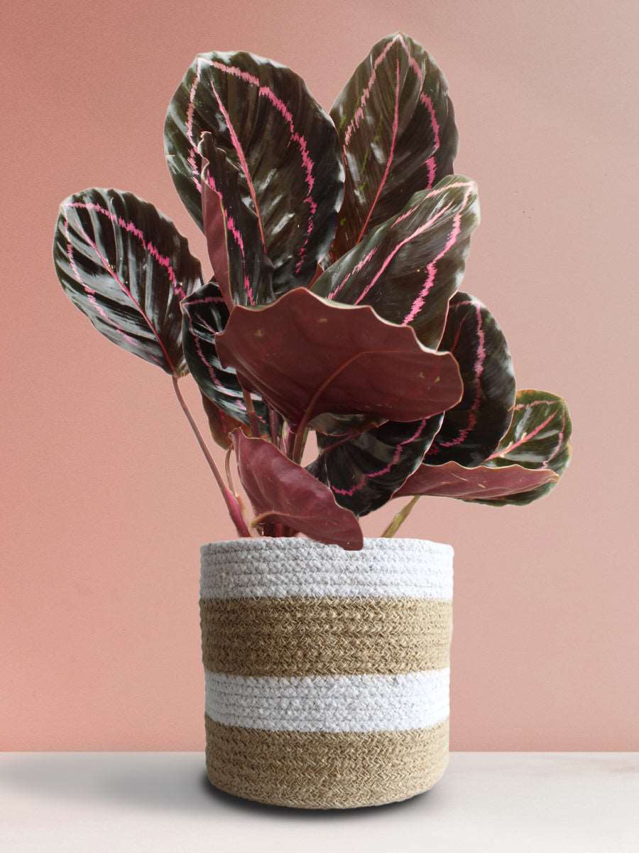 Calathea Roseopicta Dottie (Large)