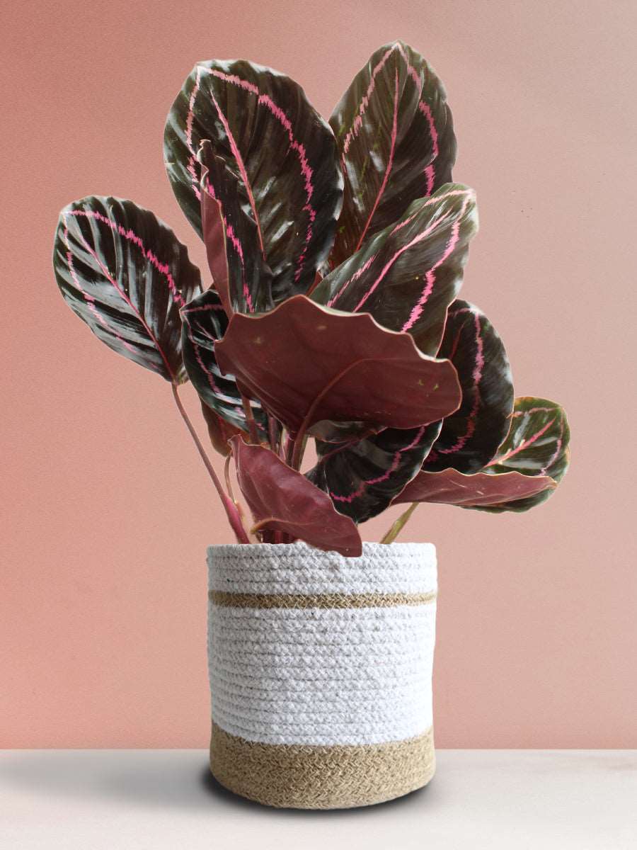 Calathea Roseopicta Dottie (Large)