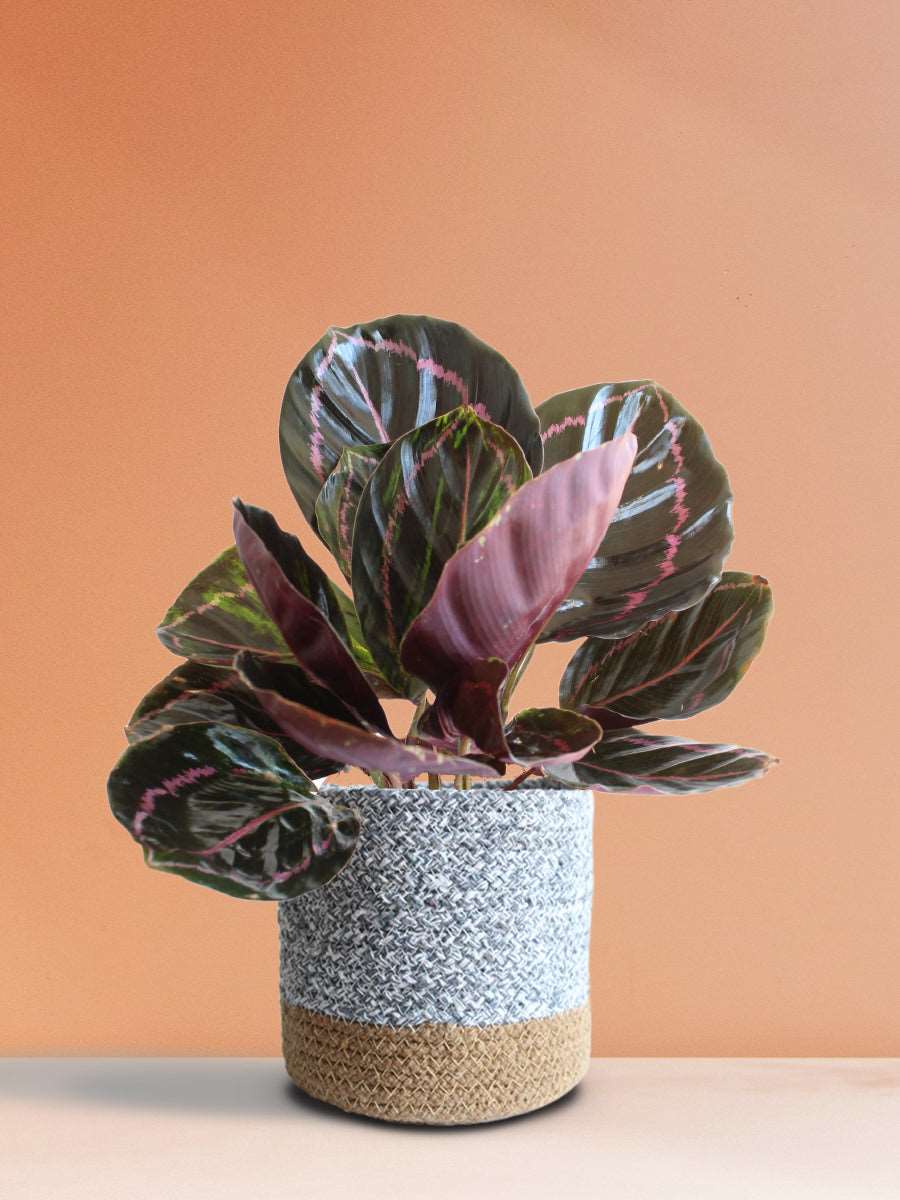 Calathea Roseopicta Dottie (Medium)