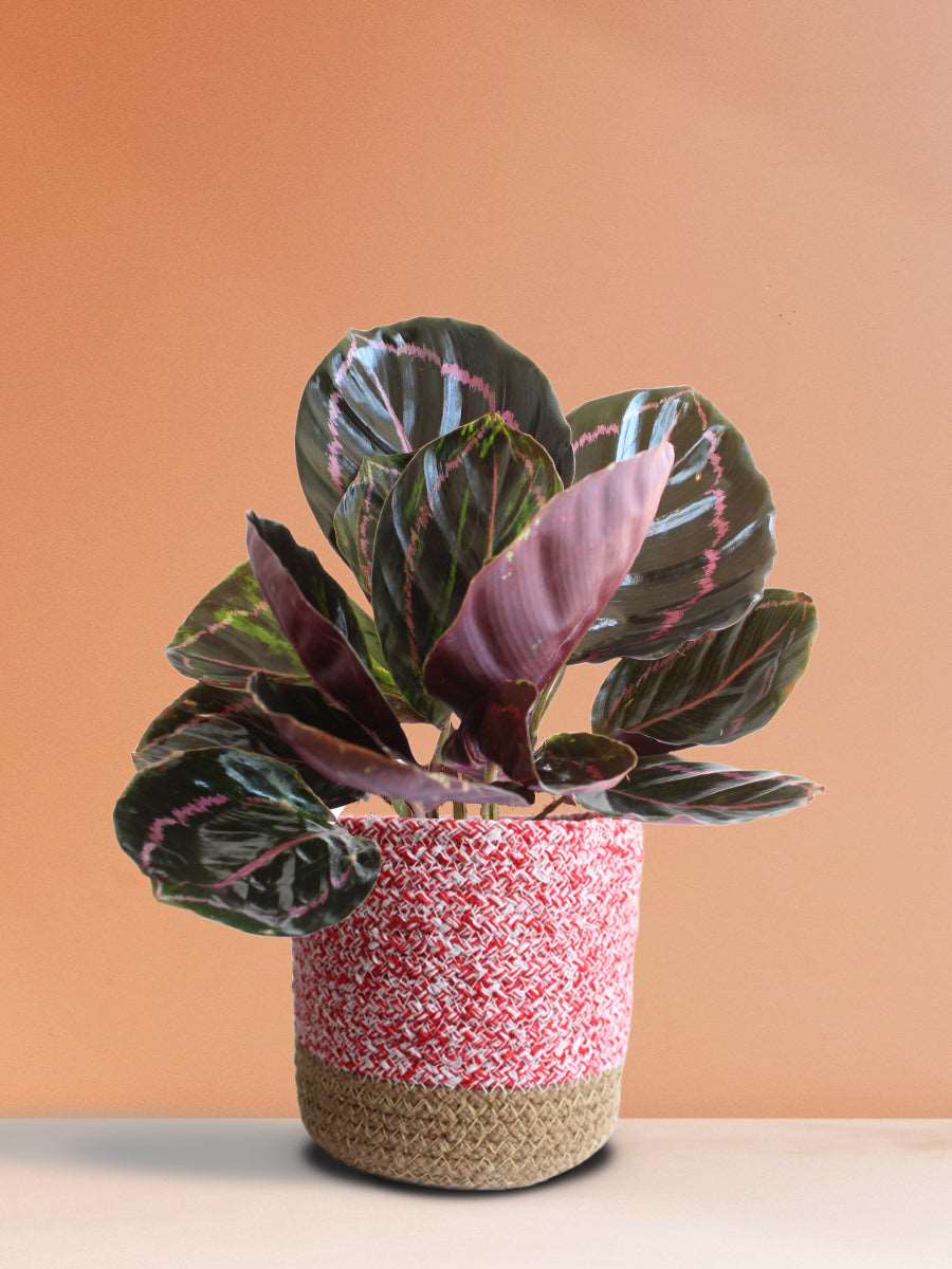 Calathea Roseopicta Dottie (Medium)