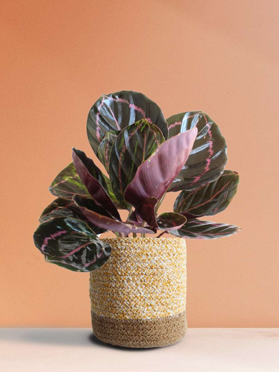 Calathea Roseopicta Dottie (Medium)