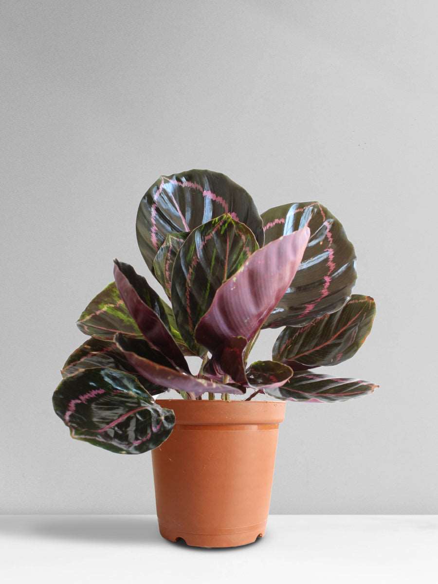 Calathea Roseopicta Dottie (Medium)