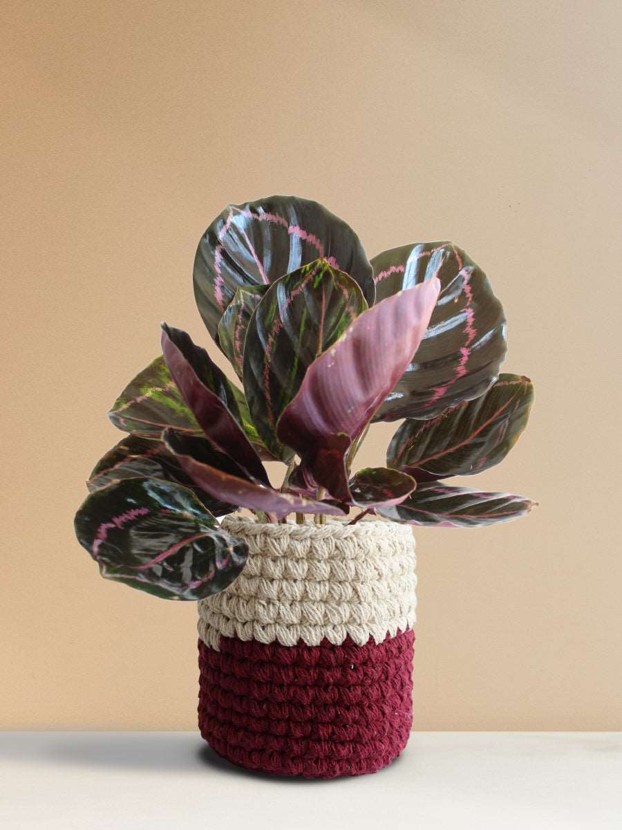 Calathea Roseopicta Dottie (Medium)