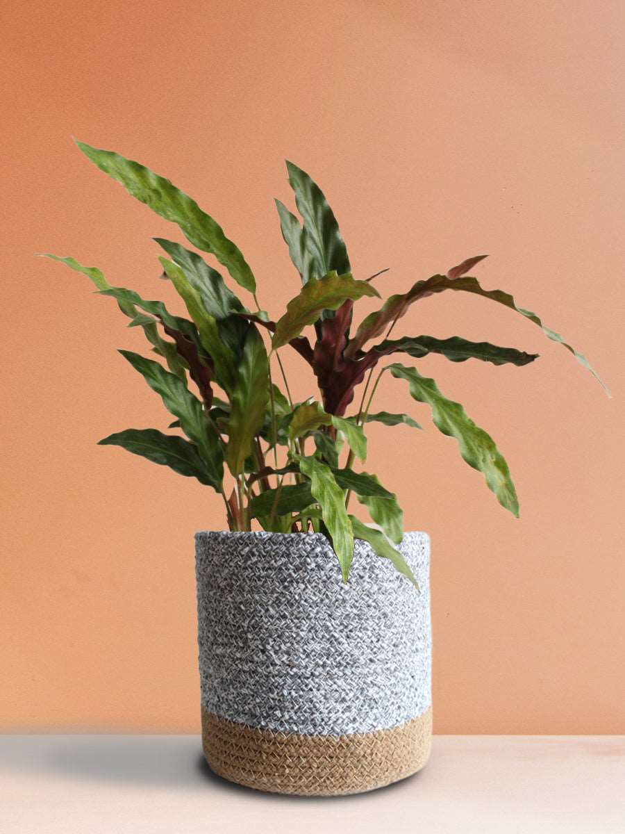Calathea Rufibarba Black (Large)