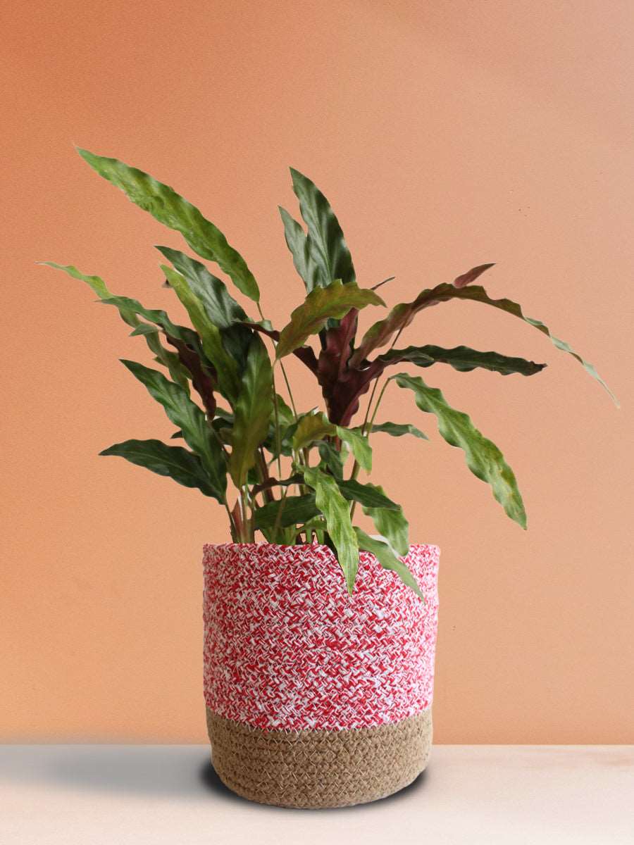 Calathea Rufibarba Black (Large)