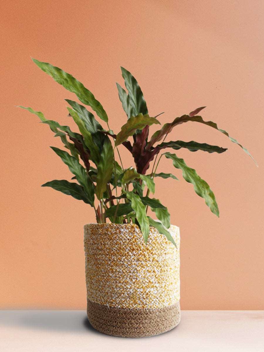 Calathea Rufibarba Black (Large)