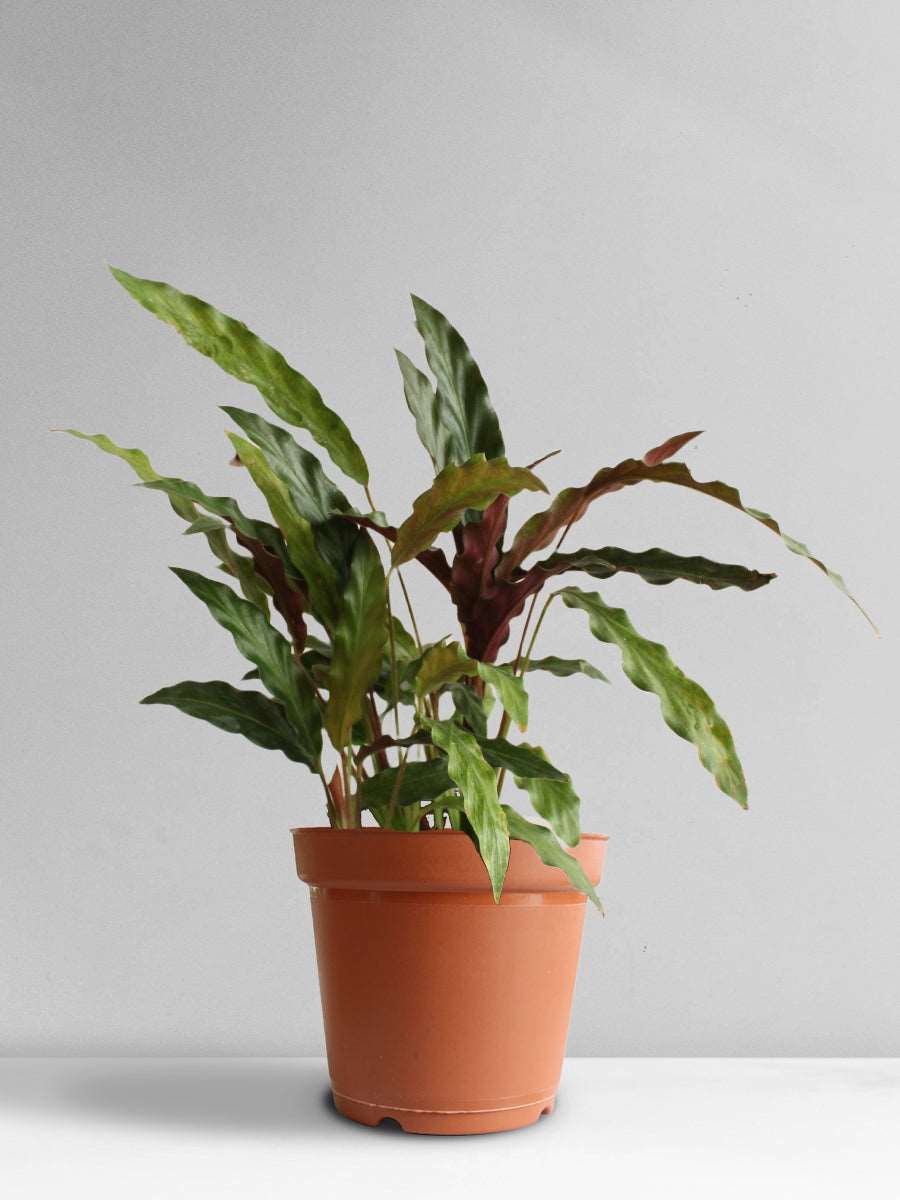 Calathea Rufibarba Black (Large)