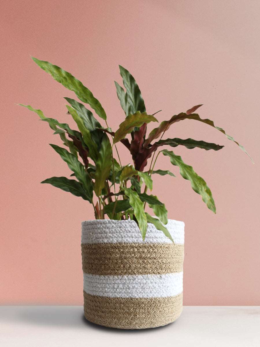 Calathea Rufibarba Black (Large)