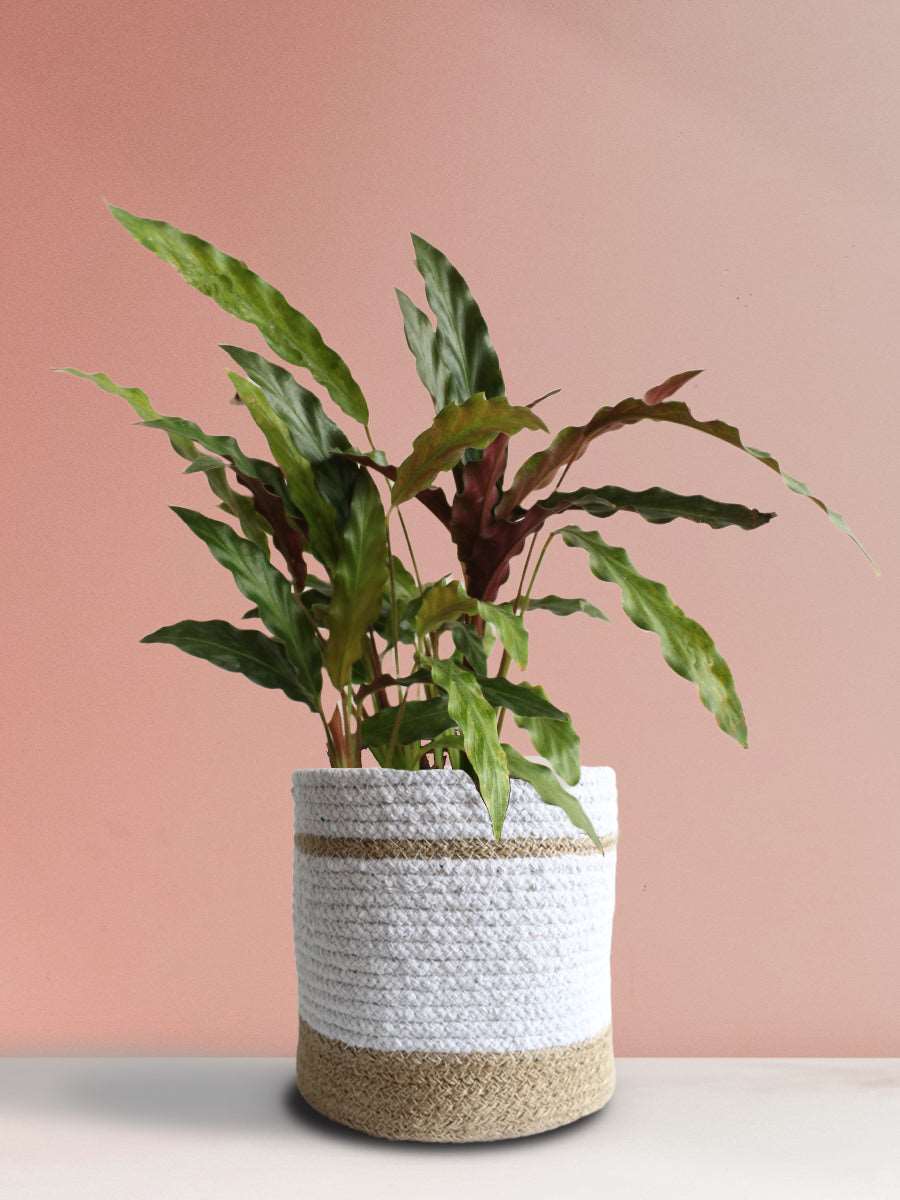 Calathea Rufibarba Black (Large)